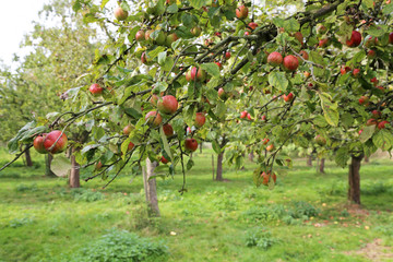 Apfelbaum in Plantage © Kara
