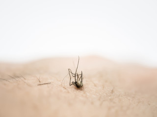 Closeup of dead mosquito on hand 's skin with blurry gray background.