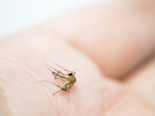 Closeup of dead mosquito on hand 's skin.