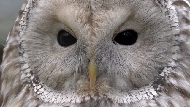 Ural owl (Strix uralensis) portrait