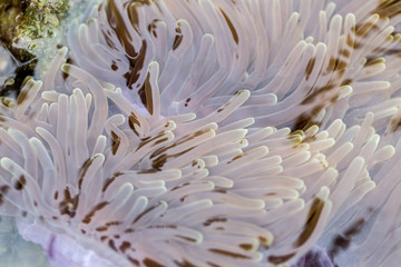 Naklejka na ściany i meble Sea anemones are a group of marine,Sea anemones are classified in the phylum Cnidaria, class Anthozoa, subclass Hexacorallia for education.