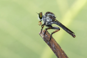 Image of a robber fly(Asilidae) on a branch. Insect. Animal