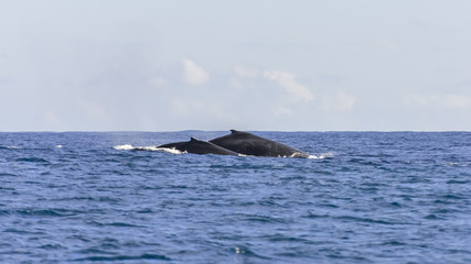 Naklejka premium Humpback whales swimming in the Pacific Ocean, mother and calf, both backs 