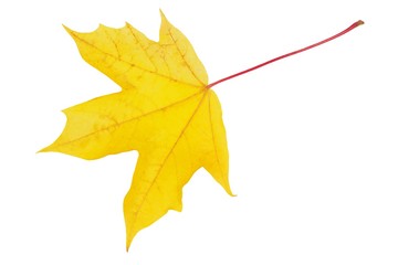 Autumn leaf on white