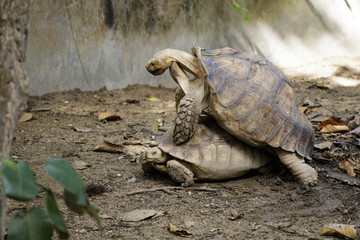 Image of Sulcata tortoise Turtle or African spurred tortoise (Geochelone sulcata) are breeding. reptile. Animals.