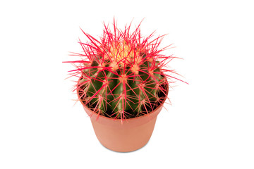 cactus with red needles