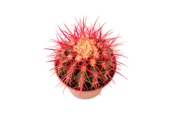 cactus with red needles isolated on white background