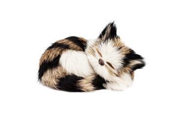 dolly cat sleeping and isolated on white background