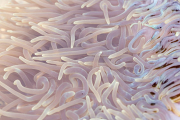 Sea anemones are a group of marine,Sea anemones are classified in the phylum Cnidaria, class Anthozoa, subclass Hexacorallia for education. © sinhyu