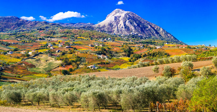 Colorful fields of vineayrds and olives trees in Benevento province, Italy