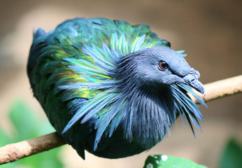 Portrait of a Bird in Blue