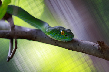 Image of Snake, green tree viper,Cameron Highland pit viper,Trimeresurus Nebularis on the branch. Reptile.