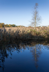 Tree and blue sky reflecting on water surface