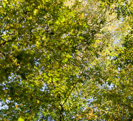Grüne Blätter an Zweigen mit blauem Himmel