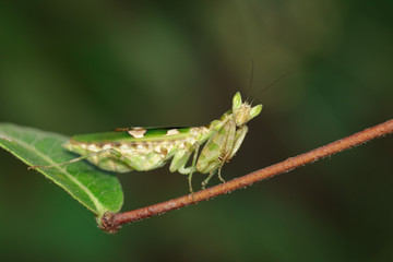 Image of Flower mantis(Creobroter gemmatus) on green leaves. Insect Animal