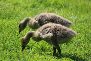 Twin Baby Geese