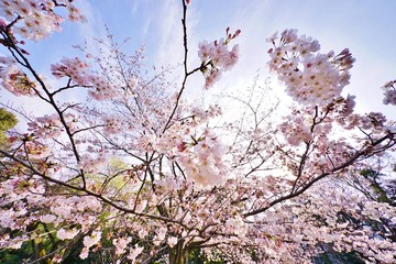 さくらの花