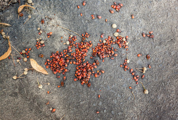 Firebugs sitting on stone ground
