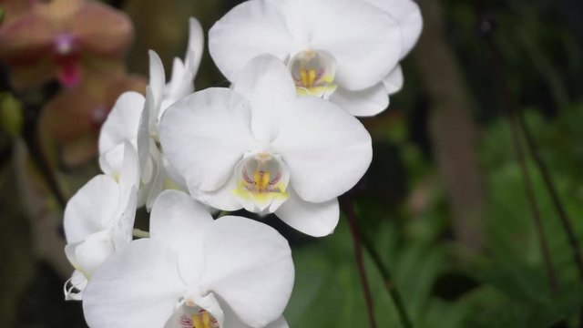 White wild violet Pattern dot phalaenopsis orchid flowers blossom in 4K (UHD)