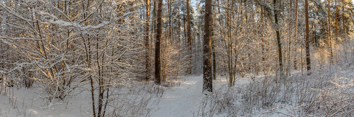 Panoramic view of winter pine forest with a tree in frost. The mysterious atmosphere of snowfall.