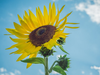 Sunflower, Close Up, with Head Turned Up 