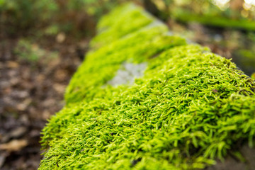 Obraz premium Moss