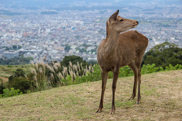 Nara town in Japan. Famous for history and wild deer