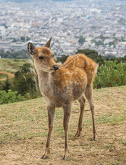 Naklejka na ściany i meble Nara town in Japan. Famous for history and wild deer