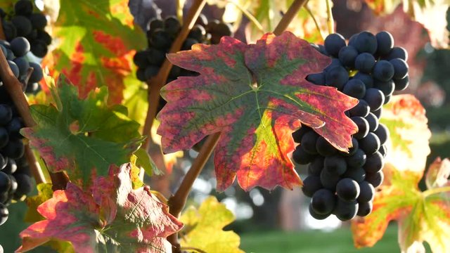 Grappoli di uva coltivazioni di vino Barolo e Novello nelle Langhe