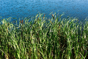 Scirpus on the river bank
