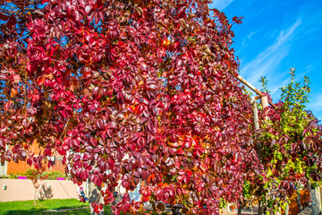 red creeper
