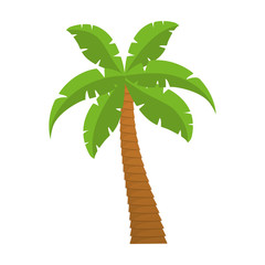 tropical palm icon over white background vector illustration