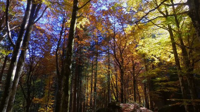 4K - Bosco con faggi e betulle in autunno