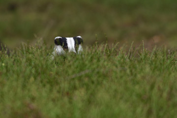 Hidden beautiful European badger (Meles meles - Eurasian badger) in his natural environment in the autumn forest and country © Lukas