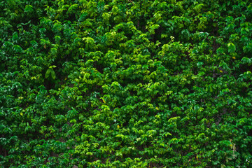 green leaves wall or tree fence for background