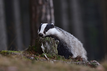 Beautiful European badger (Meles meles - Eurasian badger) in his natural environment in the autumn forest and country © Lukas