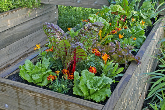 A Raised Bed Of Vegetables And Flowers In A Urban Garden