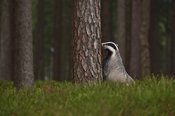 Beautiful European badger (Meles meles - Eurasian badger) in his natural environment in the autumn forest and country © Lukas