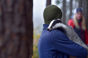 European badger (Meles meles - Eurasian badger) on the human shoulder in autumn forest © Lukas
