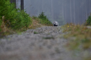 Running beautiful European badger (Meles meles - Eurasian badger) in his natural environment in the autumn forest and country © Lukas