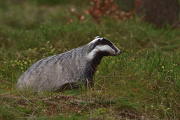 Beautiful European badger (Meles meles - Eurasian badger) in his natural environment in the autumn forest and country © Lukas