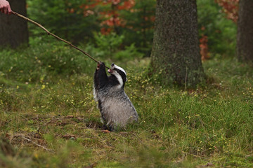 Beautiful European badger (Meles meles - Eurasian badger) in his natural environment in the autumn forest and country © Lukas