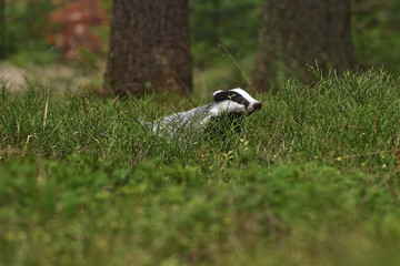 Beautiful European badger (Meles meles - Eurasian badger) in his natural environment in the autumn forest and country © Lukas