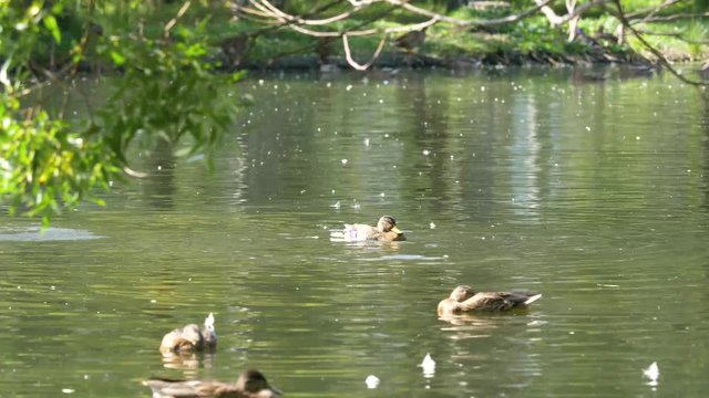 Ducks on water in city park pond. Ducks are swimming in a pond in a city park. ducks swim in a city Park
