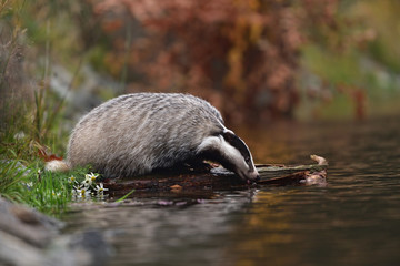 Beautiful European badger (Meles meles - Eurasian badger) in his natural environment by the water near autumn forest © Lukas