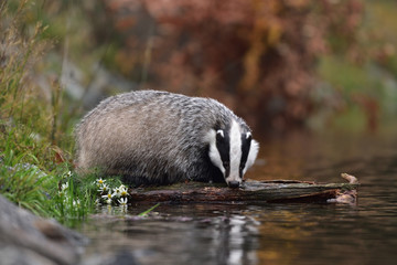 Beautiful European badger (Meles meles - Eurasian badger) in his natural environment by the water near autumn forest
