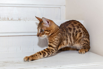 Bengali kitten, Bengali kitten with a funny face, a kitten looks after a toy