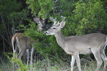 Close up of a White Tail Buck deer in velvet