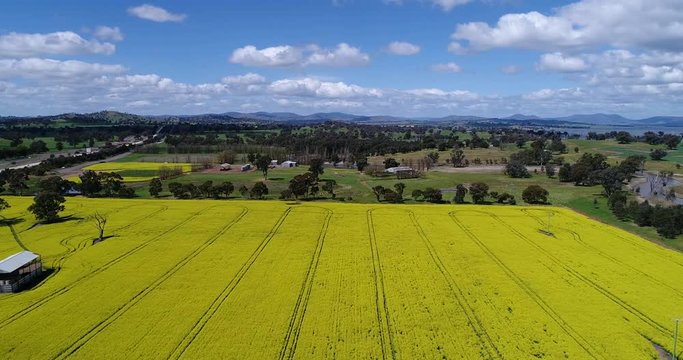 Yellow blossoming canola field on a remote farm in Bowna creek agricultural region of NSW state in Australia.
