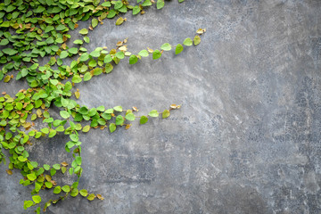 Abstract background plant on concrete wall